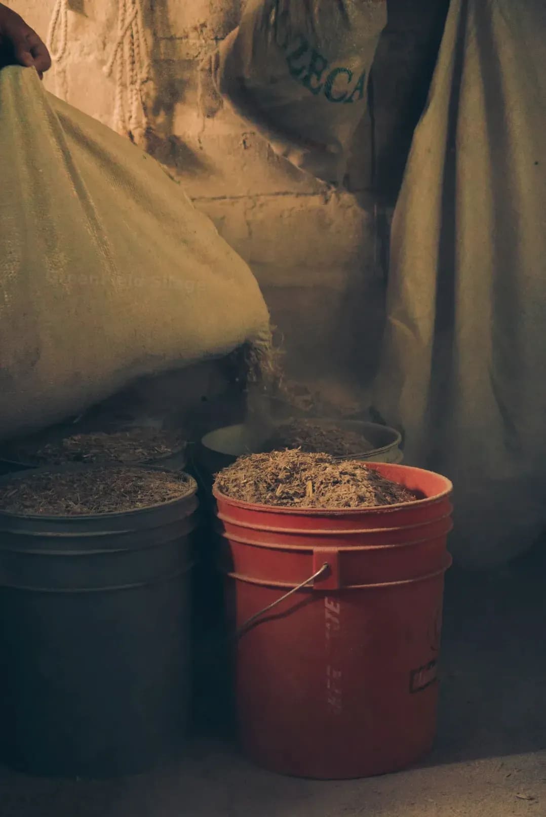 Why Silage Quality Starts in the Field
