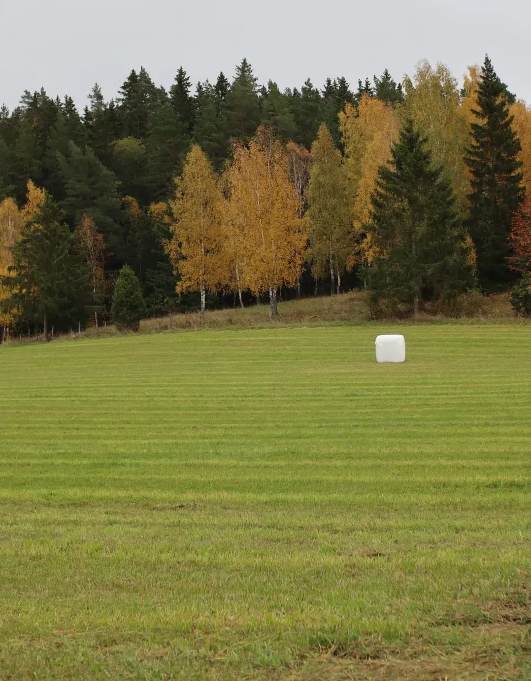 How Proper Silage Storage Helps Protect Feed Value