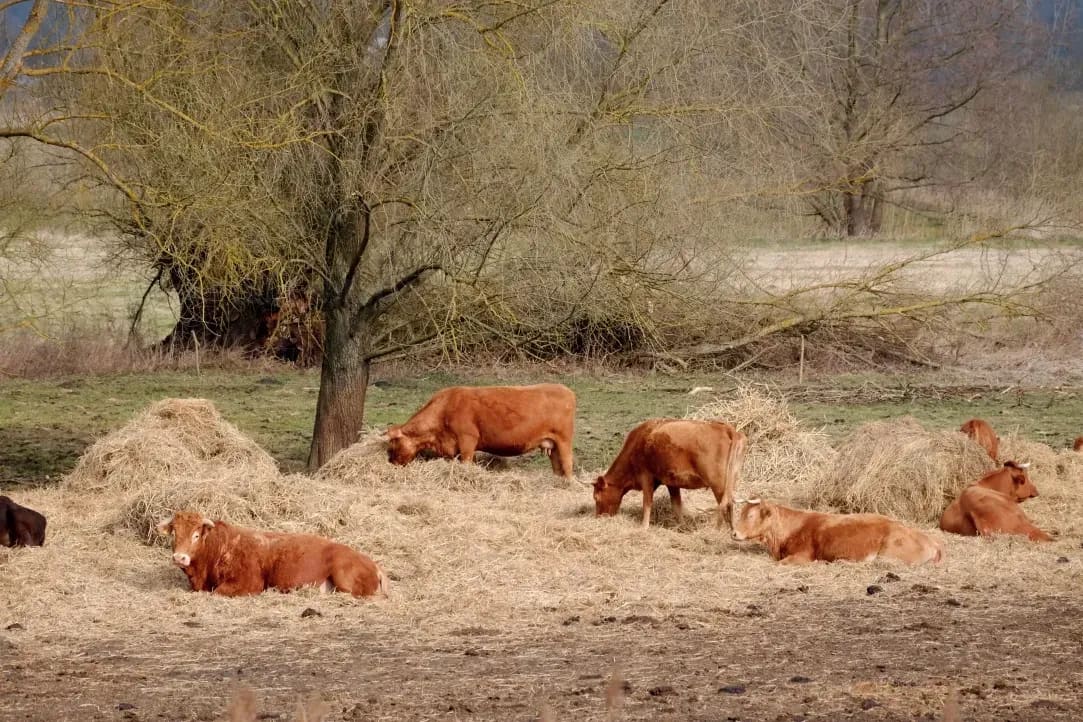 GreenField Silage 10