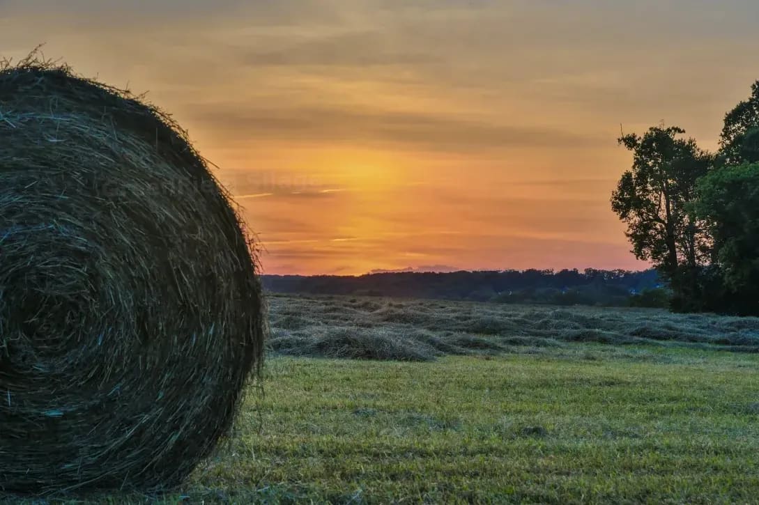 GreenField Silage 11