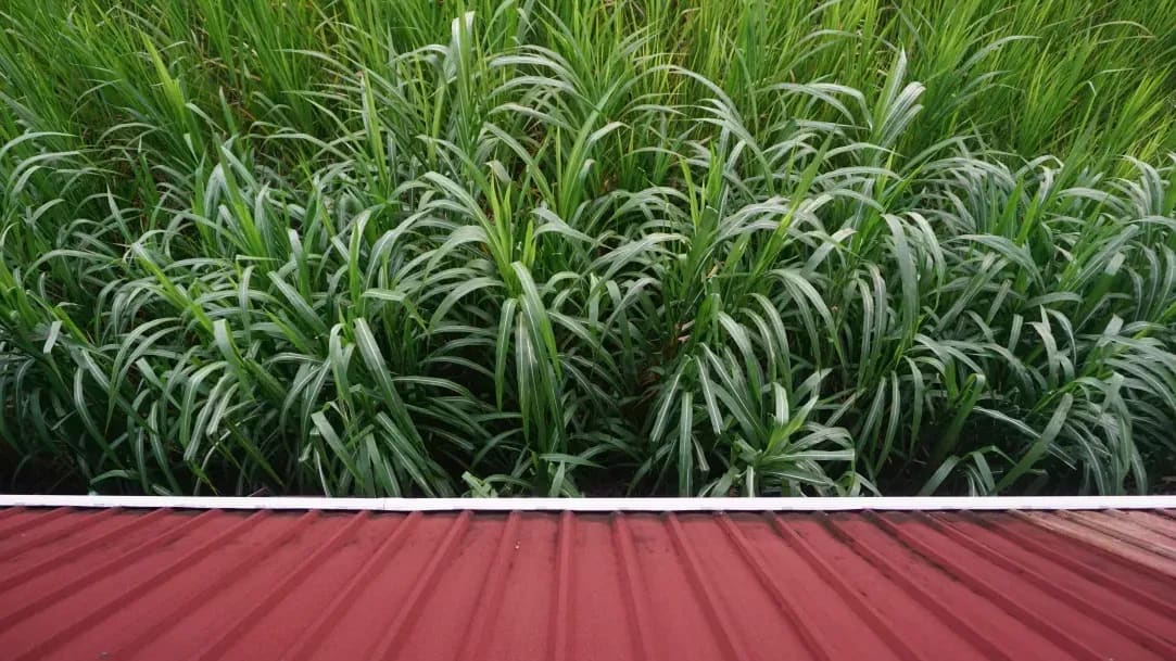 GreenField Silage 5