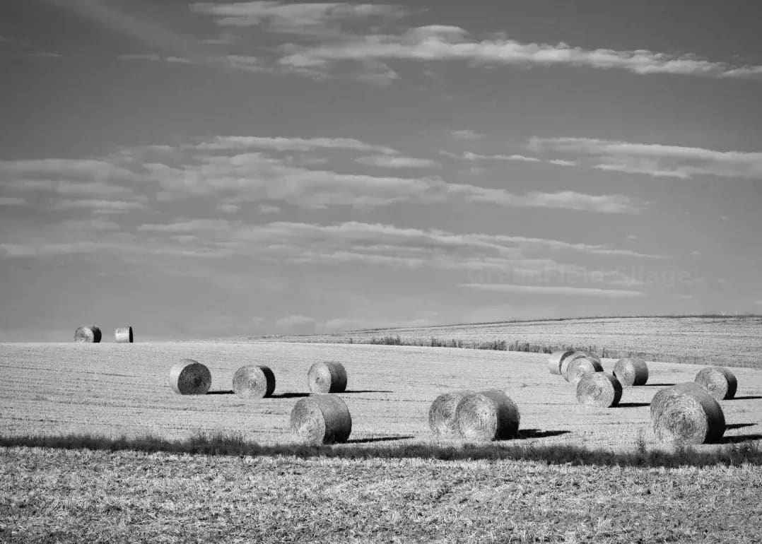 GreenField Silage 7